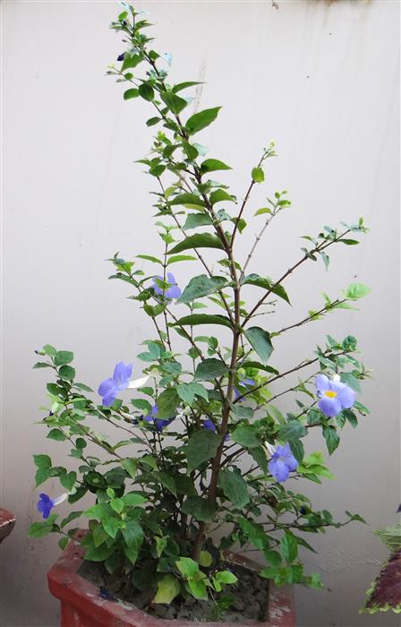 Thunbergia erecta